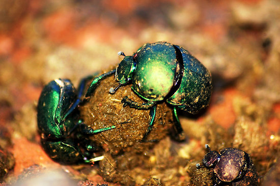 dung beetle